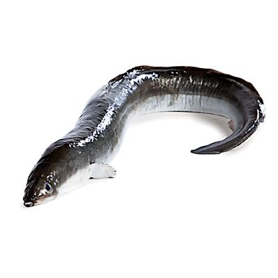 Úhoř americký chlaz. cca 600 g