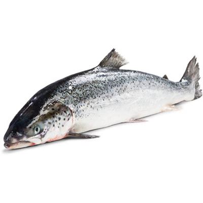 Losos chlaz. 1 - 2 kg