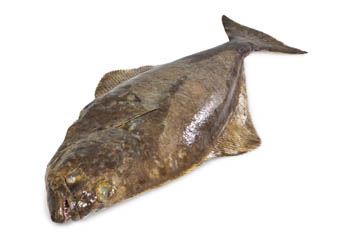 Halibut atlantický celý chlaz. 1 ks