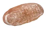 Delta Chléb s kmínem nebalený 1,2 kg