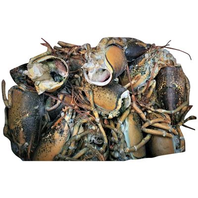 Humr americký skelety mraž. 11,3 kg