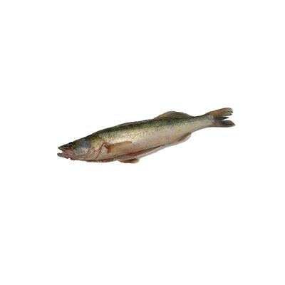 Candát obecný celý chlaz. 1 - 2 kg