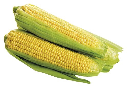 Kukuřice cukrová, klas 1ks