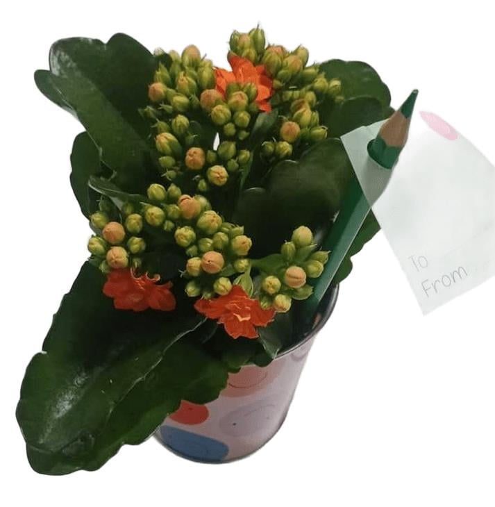 Dekorace kalanchoe s tužkou v květináči Ø 8 cm
