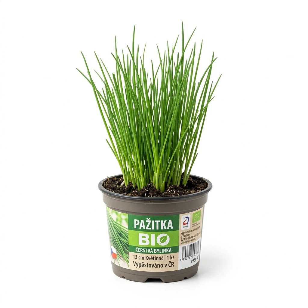 Pažitka 13 cm BIO čerstvá 1 ks květináč
