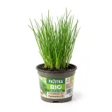 Pažitka 13 cm BIO čerstvá 1 ks květináč
