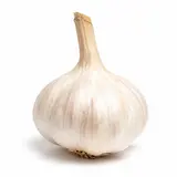 Česnek bílý