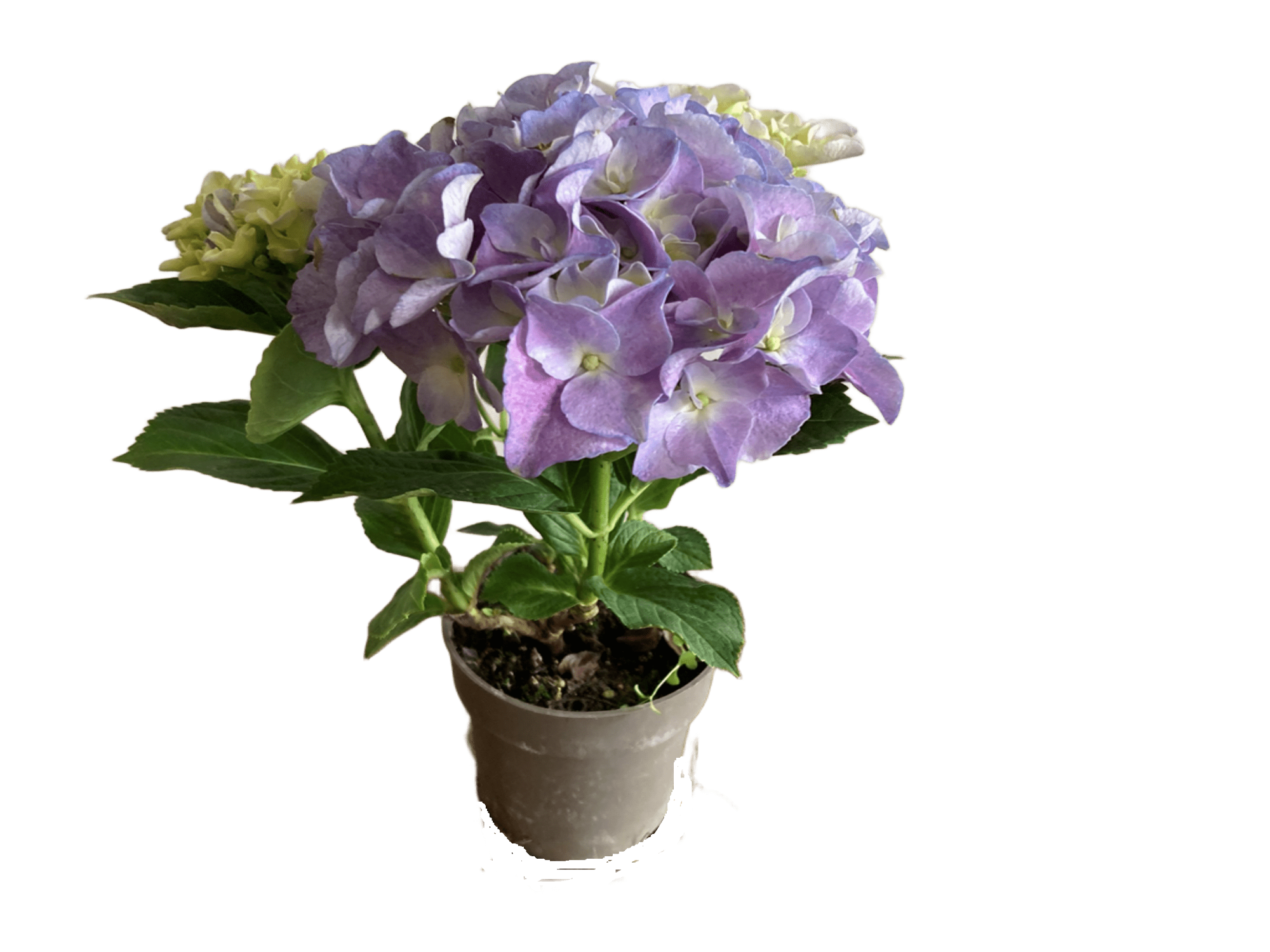 Hortenzie mix barev (Hydrangea macrophylla) Ø 11 cm