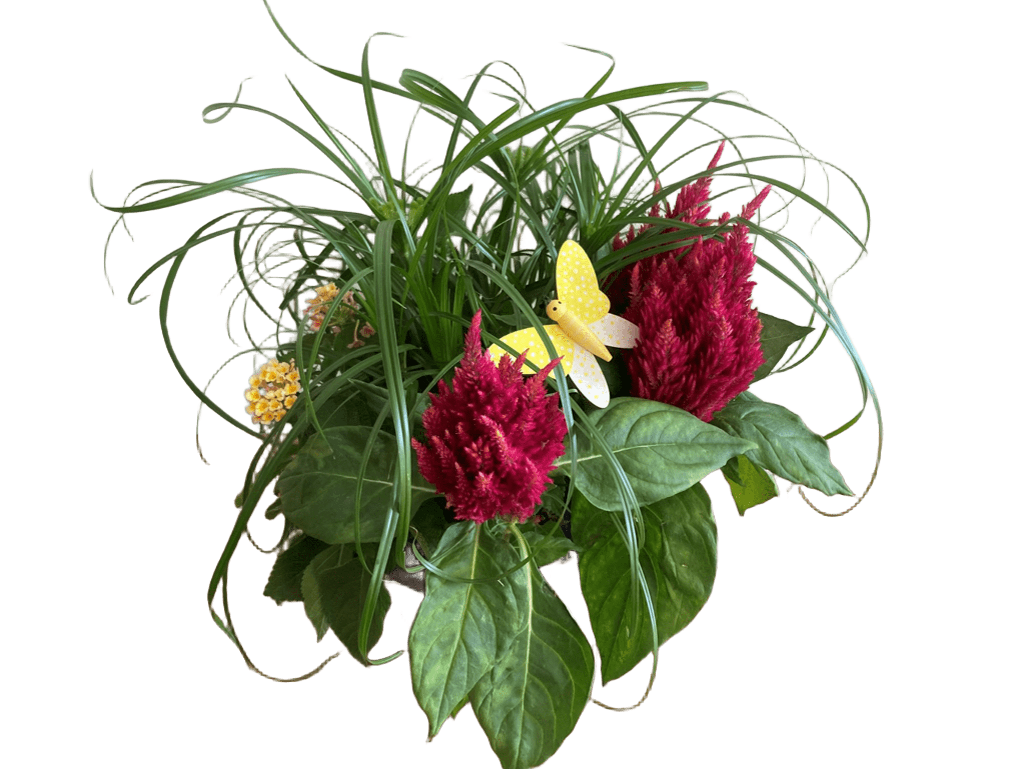 Letní osázená miska mix květin (Cyperus, Lantana, Celosie) Ø 17 cm
