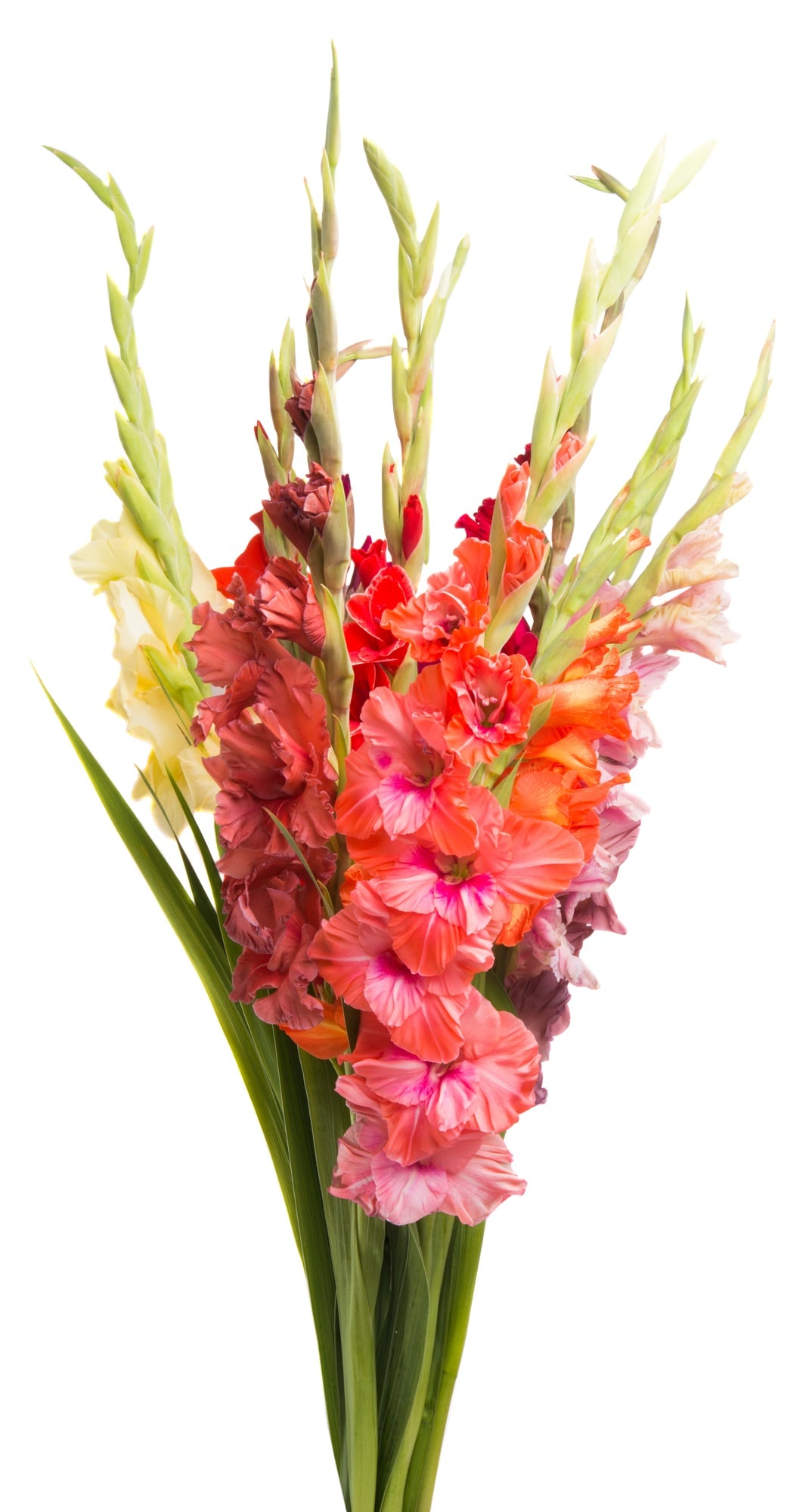 Mečíky (Gladioly) – délka 60 cm, 5 ks