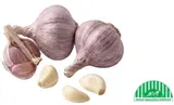 BIO česnek z české produkce