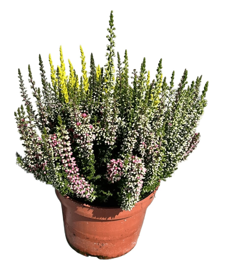 Vřes Calluna 5 – barevná Ø květináče 13 cm