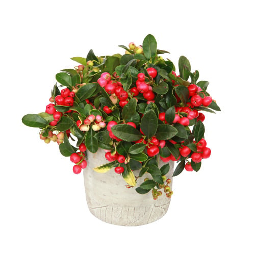 Gaultheria Ø květináče 10,5 cm